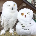 ハクのウィンク