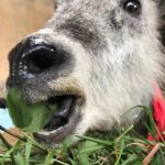 ニホンカモシカの「ゆり」