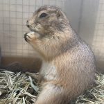 むしゃむしや