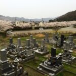 お墓と桜