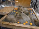DSC06602.JPG