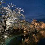 臥竜公園の夜桜