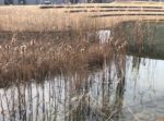 IMG_4699.jpeg
