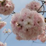 須坂市桜木町通りの桜