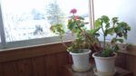 WIN_20210301_09_22_52_Pro.jpg