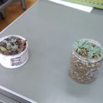 多肉植物
