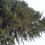 きれいな木