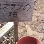 死滅したスズラン畑