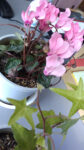 WIN_20210302_09_26_15_Pro.jpg
