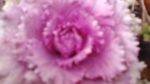 WIN_20210302_09_27_20_Pro.jpg