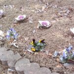 花壇のお花