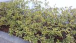 WIN_20210302_10_04_38_Pro.jpg