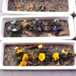 校門にある花