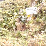 手入れしてもらっている植木