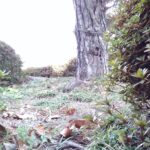 墨坂中の自然