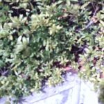植物