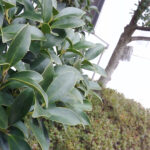 写真をパシャリ