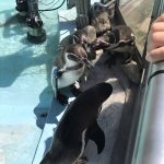 須坂市動物園のフンボさんたち